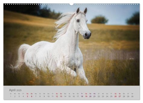 download Beautiful Horses 2018 Wandkalender (hoch): Wild und Schön